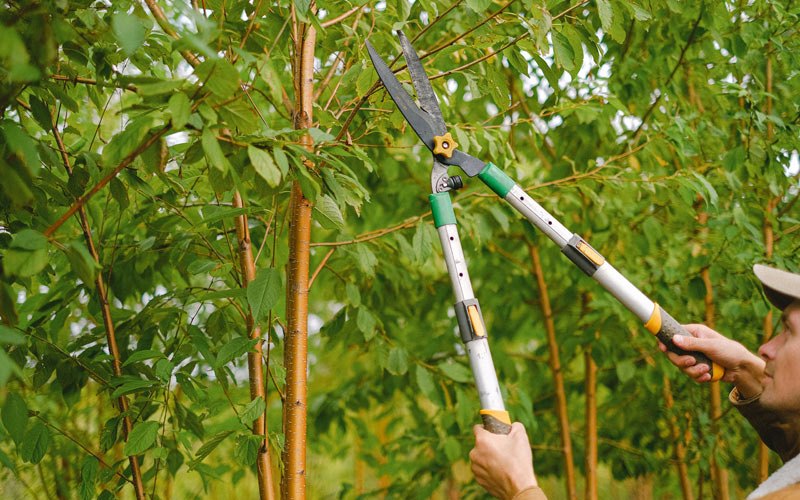 Tree trimming in Dunseith, ND