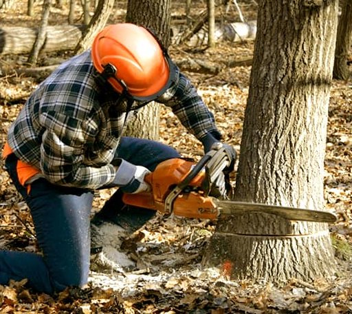 Tree Removal in Dunseith, ND